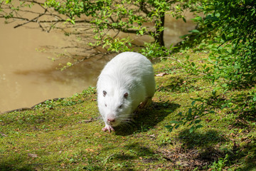 Large white coypu or nutria goes along the green coast of the pond.
