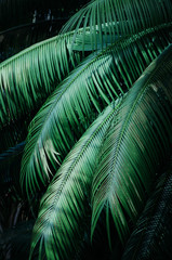 Tropical palm leaf background texture