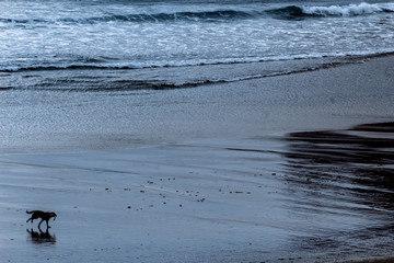 perro corriendo en la playa