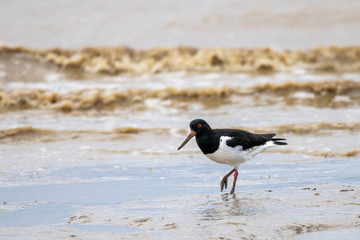 Oyster catcher (Haematopus ostralegus) searching for food along the mud flat coastline of Bradwell on Sea, Essex, UK