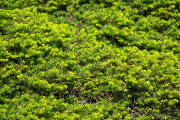 Background from green fir branches.