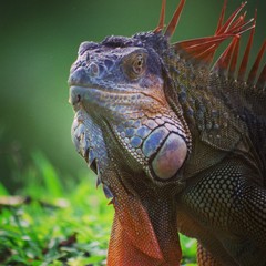 green iguana on a branch