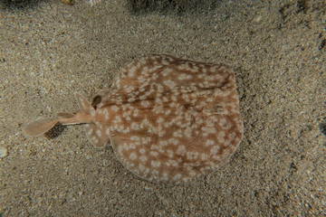 Torpedo sinuspersici On the seabed  in the Red Sea, israel