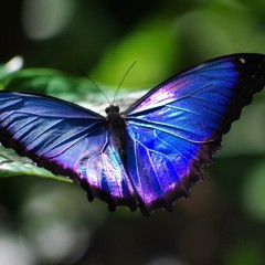 butterfly on flower