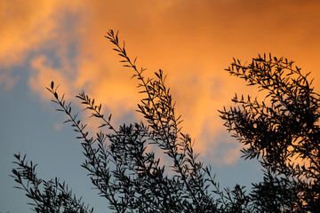silhouette of tree at sunset