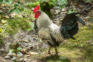 Beautiful rooster with a red scallop and magnificent tail.