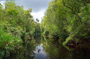 river in forest