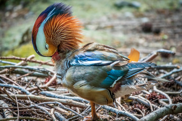 Beautiful colorful Mandarin duck, Aix galericulata, cleans feathers on a stone near the pond.