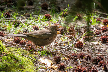 A blackbird female sits in a green meadow in the forest. The common blackbird, Turdus merula.