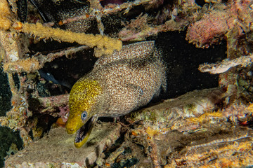 Moray eel Mooray lycodontis undulatus in the Red Sea, eilat israel