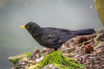 The male blackbird sits on the green shore of the pond. The common blackbird, Turdus merula.