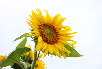 Sonnenblume