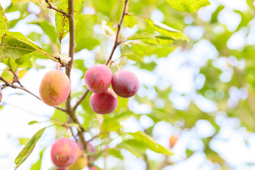 Juicy ripe plum on a branch in the garden