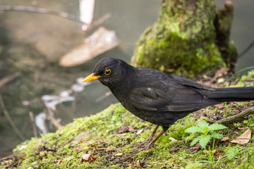 The male blackbird sits on the green shore of the pond. The common blackbird, Turdus merula.