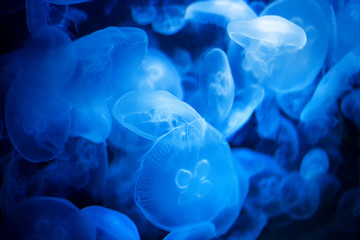 jellyfish in blue illuminated water