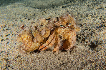 Lobsters in the Red Sea Colorful and beautiful, Eilat Israel