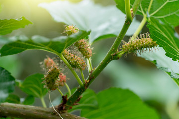 Fototapeta premium Mulberry balls are ripe and raw under the branches of the tree under the blue sky.