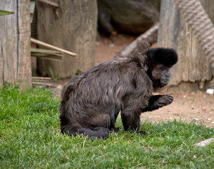 black capped cupuchin eating