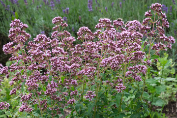 Oregano herbs. Marjoram flowers and lavender on background.