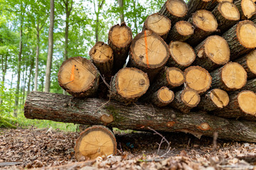A pile of wood by a forest road. Wood prepared for export from the forest.