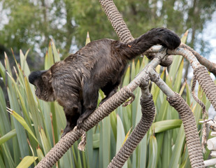 Fototapeta premium black capped cupuchin eating