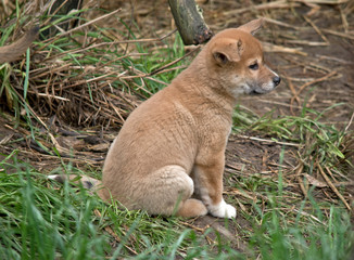 a 6 week old dingo puppy sitting