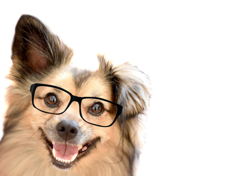 Intelligent look dog wearing the eyeglass on the white background.  Happy mixed breed dog smiles at you.