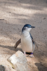 the fairy penguin is at the beach