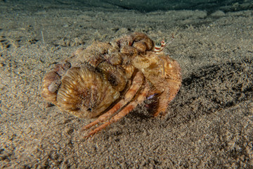 Lobsters in the Red Sea Colorful and beautiful, Eilat Israel