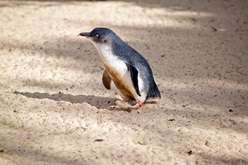 this is a side view of a fairy penguin