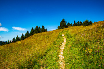 the flower trail at Brocon pass number four