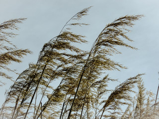Fototapeta premium Windy