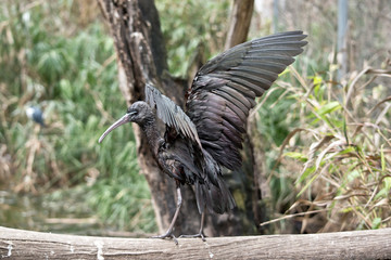 the glossy ibis is balancing on a log