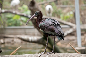 this is a side view of a glossy ibis