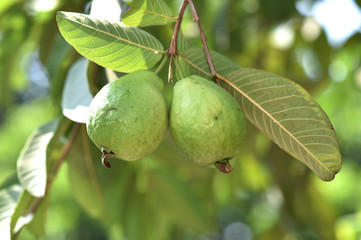 Guava shape is usually almost round the outside of the yellowish green