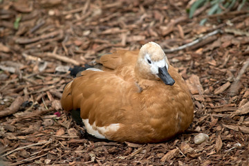 an egyptian goose resting