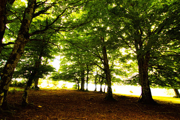 Fototapeta premium Paseos por el Parque Natural de urbasa