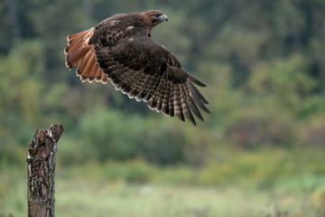 Red-Tailed Hawk taking off from its perch on a stump.  The wings are down and it is displaying its red tail feathers.