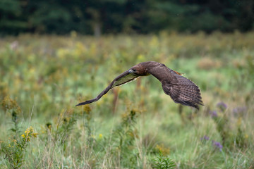 Red-Tailed Hawk flying low over an open field, wings are down.