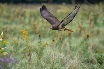 Red-Tailed Hawk flying low over an open field with wildflowers, wings are up.