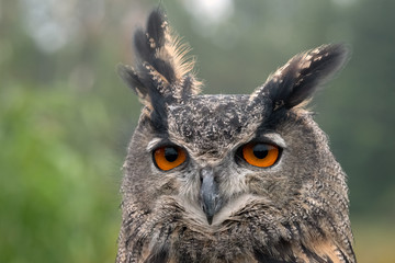 Close Up of a Eurasian Eagle Owl facing the camera