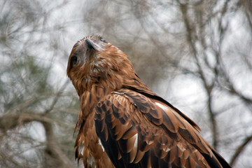 this is a close up of a black kite