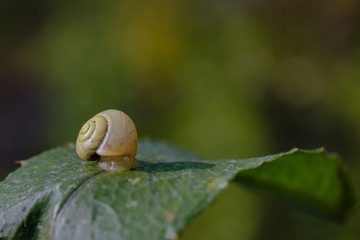 Snail on a green leaf on a blurred background.