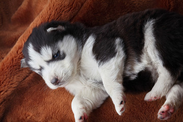 Newborn Siberian husky sleep.Black color dog.Sleep on brown carpet