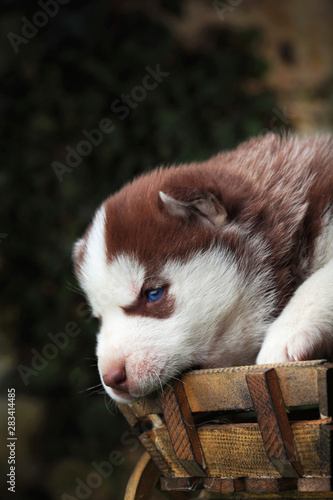 Siberian Husky Little Puppy Newborn Husky Brown Outdour Funny