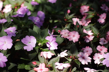 pink flowers in the garden