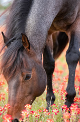 Roan Stallion in Flowers