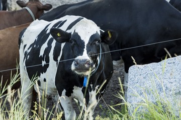 Close up view of cute white brown cow on pasture.  Beautiful animals background. 