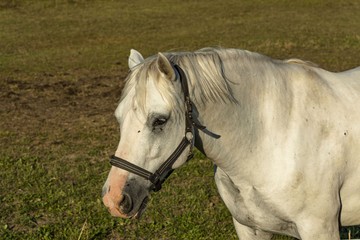 Close up view of cute white horse on green field background. Beautiful animals backgrounds.