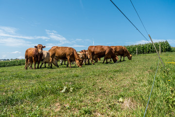 Kühe auf der Weide